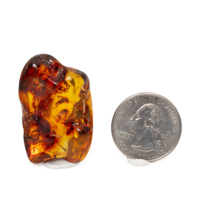 Insect Amber -AM10
