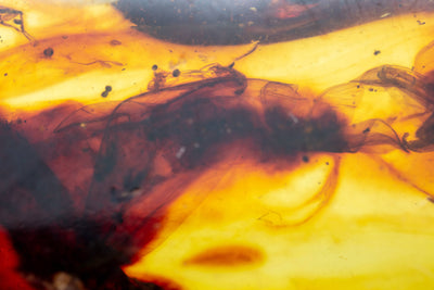 Insect Amber-AM01