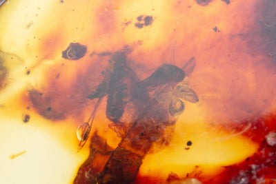 Insect Amber-AM01