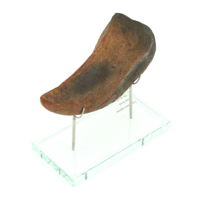 Camarasaurus Dinosaur Horizontal Claw Glass Base