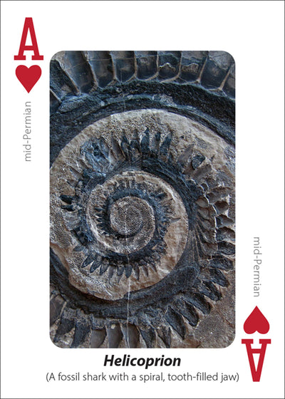 Fossils Playing Cards