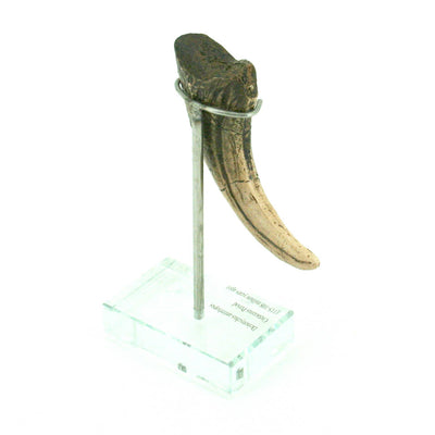 Deinonychus Vertical Claw Replica