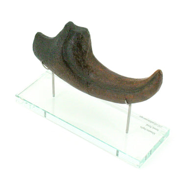 Allosaurus Horizontal Claw Replica