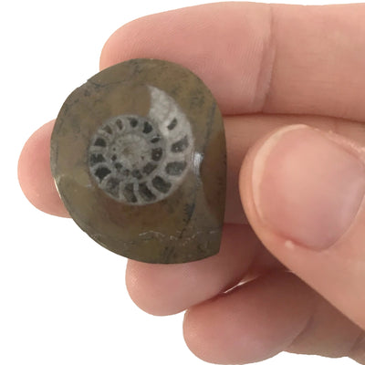 Compact Curiosities Ammonite Fossil
