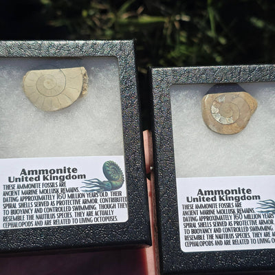 Limestone Ammonite Riker Box