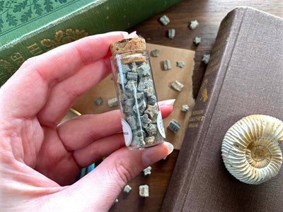 Fossilised Crinoid Star Specimens