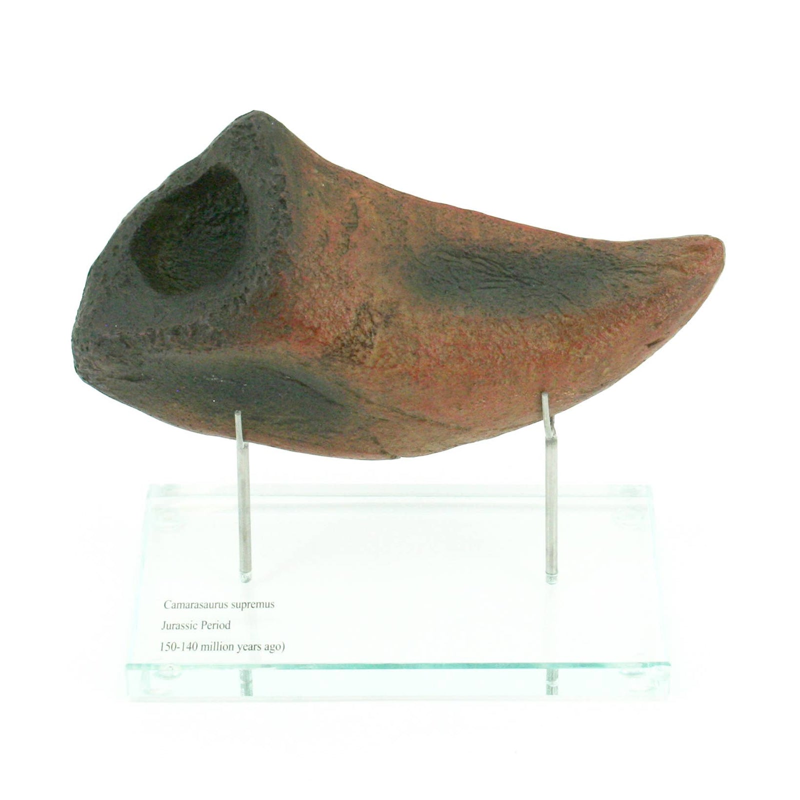 Camarasaurus Dinosaur Horizontal Claw Glass Base