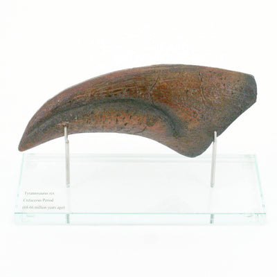 T.rex Horizontal Claw replica