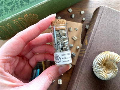 Fossilised Crinoid Star Specimens