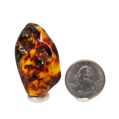 Insect Amber - AM14
