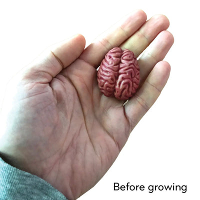 Grow A Brain: Anatomy Model Polymer Brain Science Kit