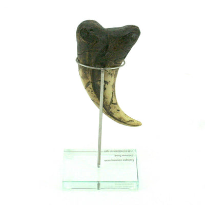 Utahraptor Dinosaur Vertical Claw Replica
