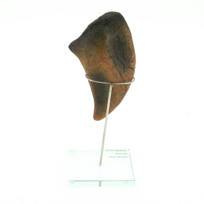 Camarasaurus Vertical Claw replica w/ Glass Base