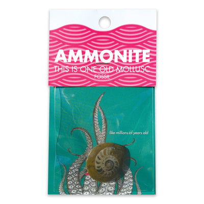 Compact Curiosities Ammonite Fossil