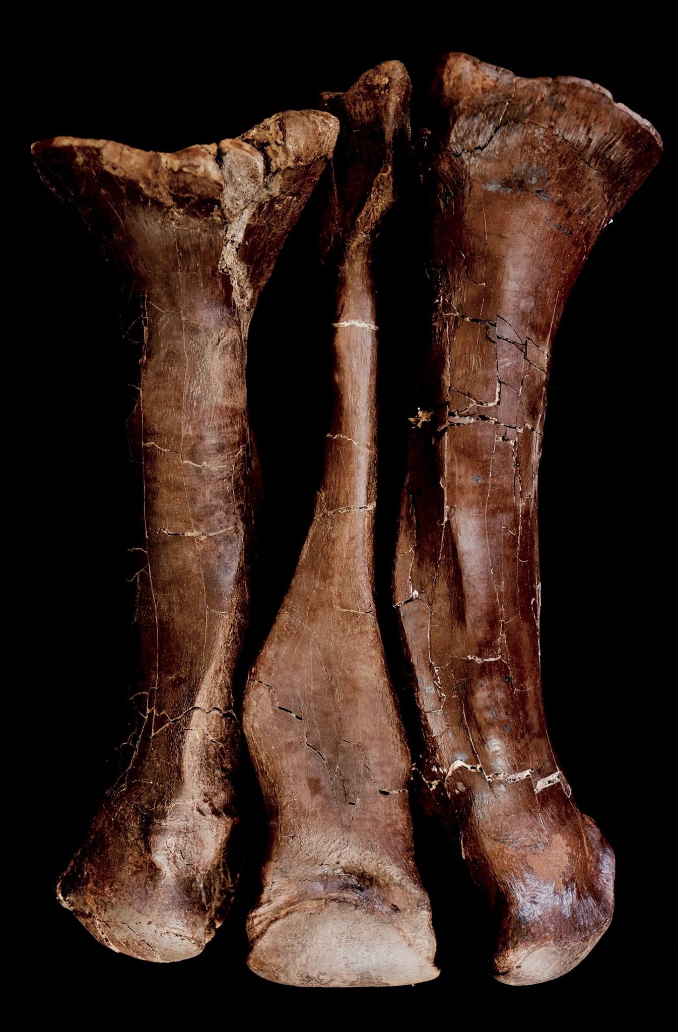 Tyrannosaurus rex - metatarsals  These are the three metatarsals from Victoria’s left leg. There is evidence that she may have suffered a tendon avulsion, which would have made walking or running very painful.    (approx. 65 million years old)