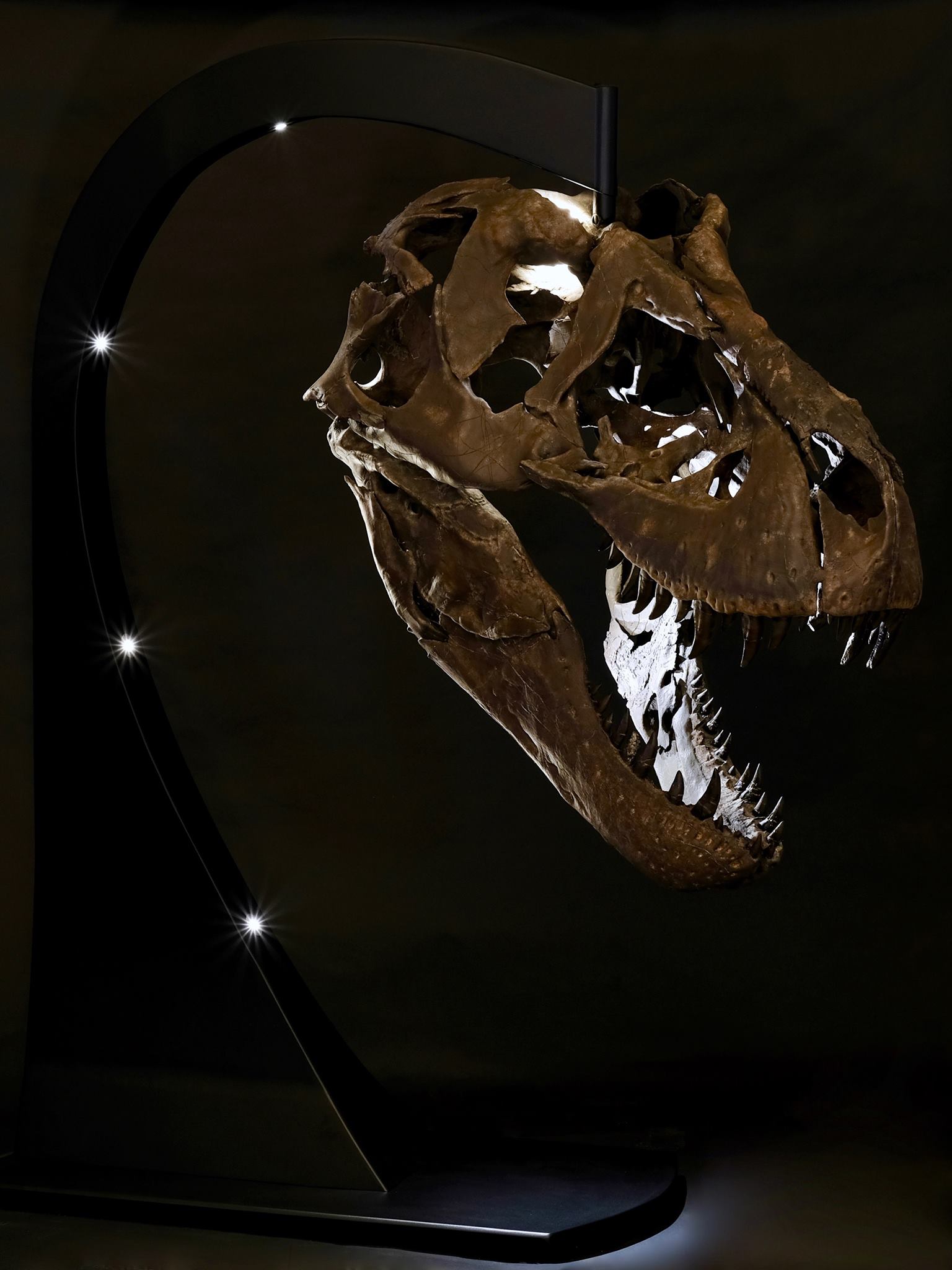 Tyrannosaurus rex - skull  This is the first cast of Victoria’s skull. It was placed on a beautiful, illuminated stand and will soon be available for everyone to see.    (approx. 65 million years old)