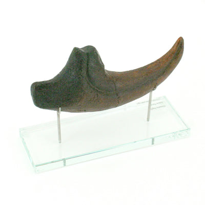 Allosaurus Horizontal Claw Replica