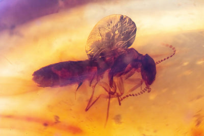Insect Amber-AM01