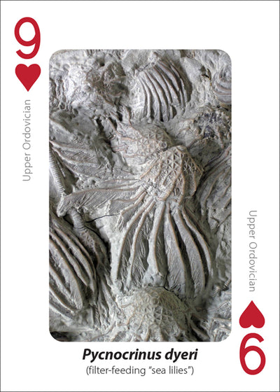 Fossils Playing Cards