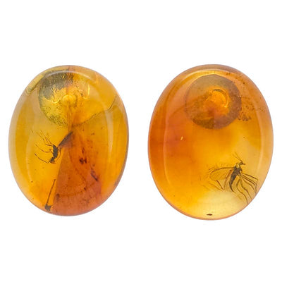 Natural Amber Stud Earrings with Insects