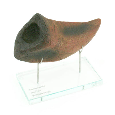 Camarasaurus Dinosaur Horizontal Claw Glass Base