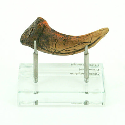 Velociraptor Horizontal Claw Replica
