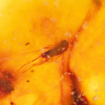 Insect Amber - AM11