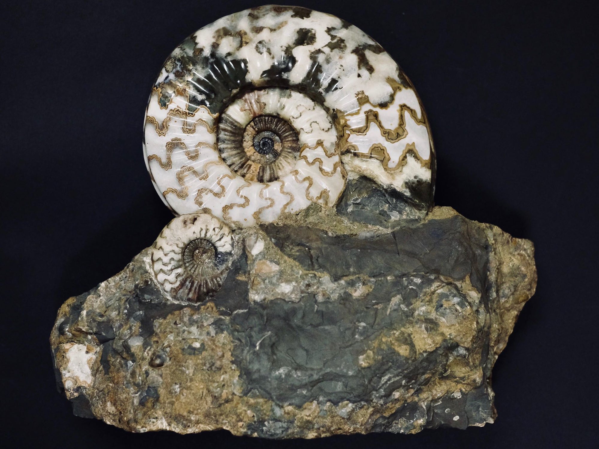 Ammonite  A unique double ammonite displaying wonderful suture lines.    (approx. 200 million years old)