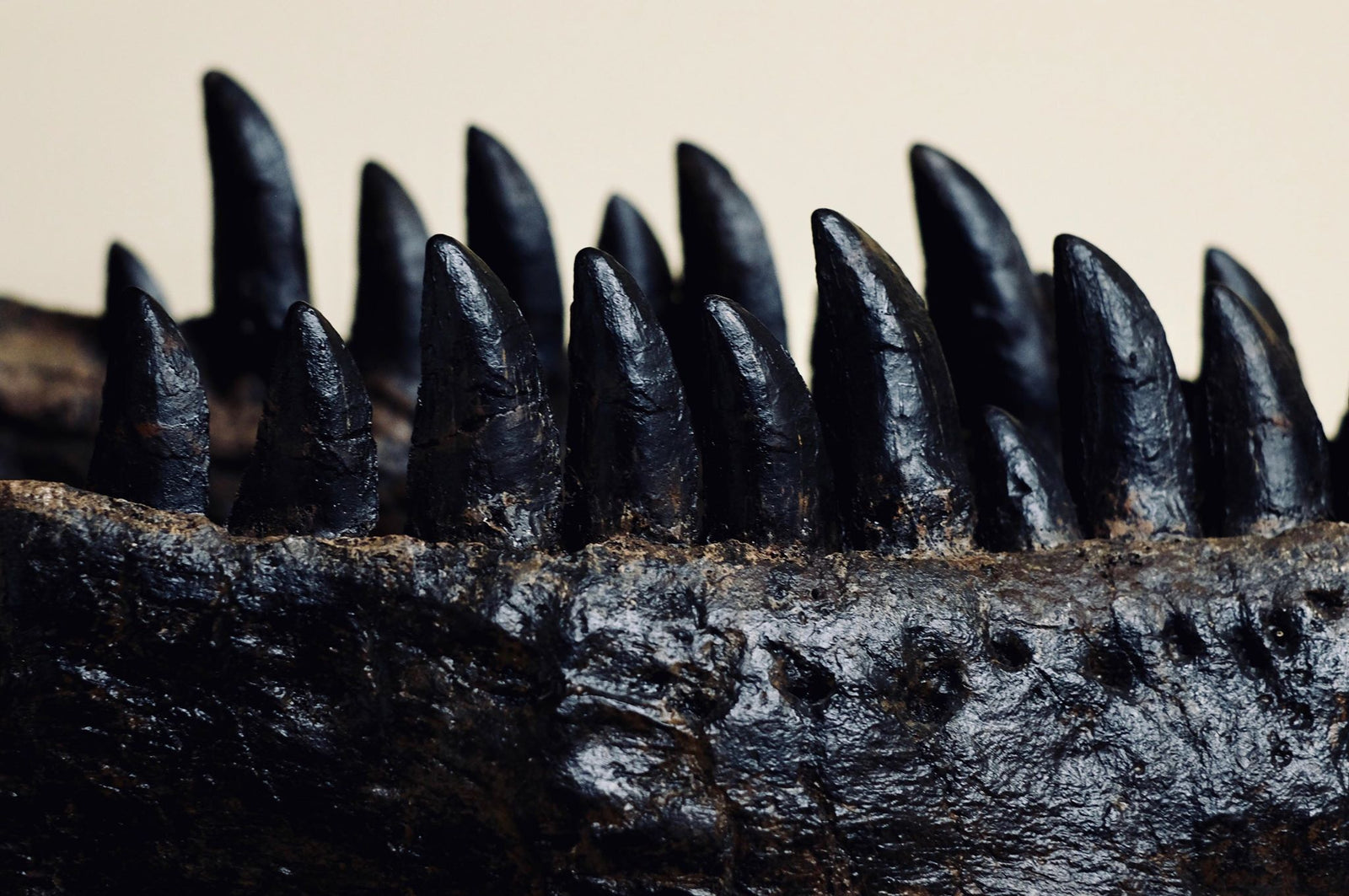 Allosaurus jimmadseni  This is a close up of the teeth of an Allosaur named Dracula.  (cast of the original specimen)    (approx. 150 Million years old)