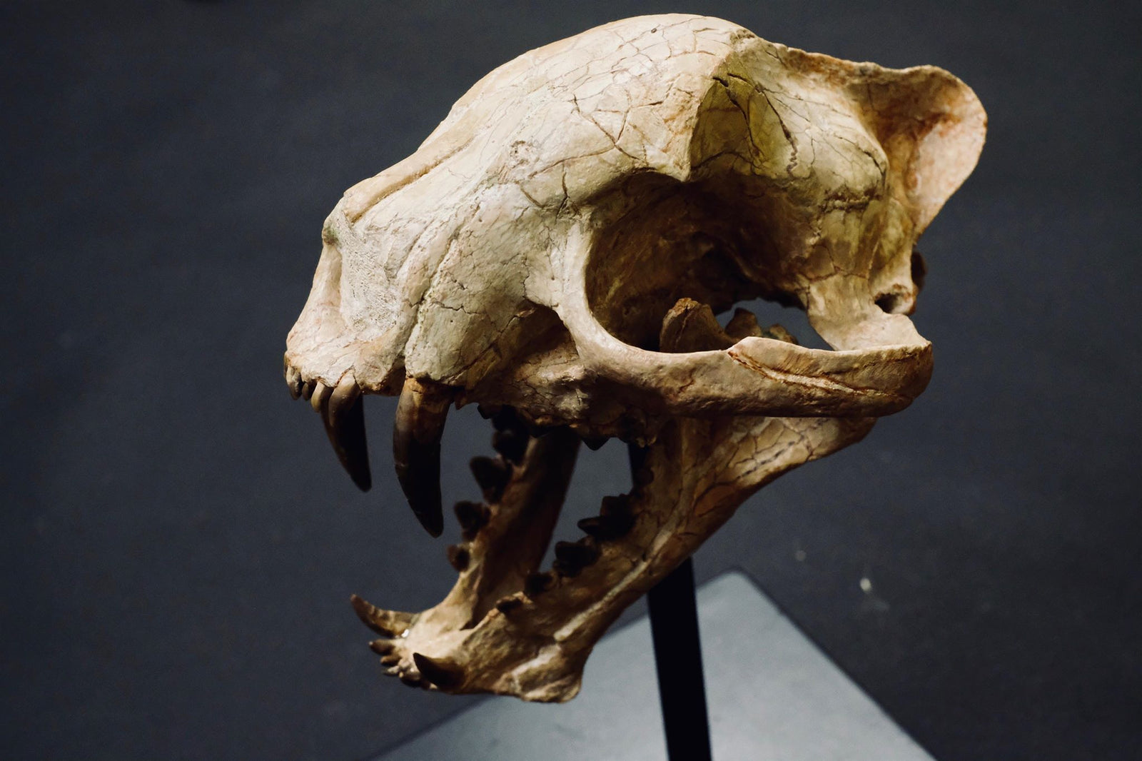 Dinictus  Also known as "false saber-toothed cats", these carnivores likely looked like a small leopard.    (approx. 35 million years old)