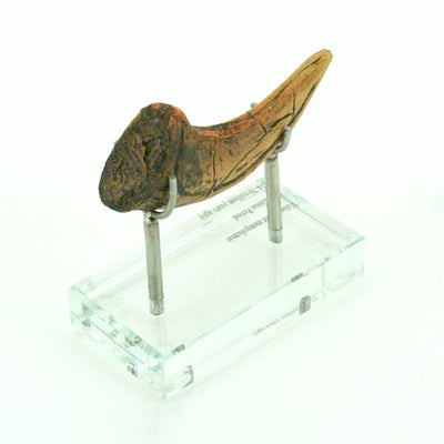 Velociraptor Horizontal Claw Replica