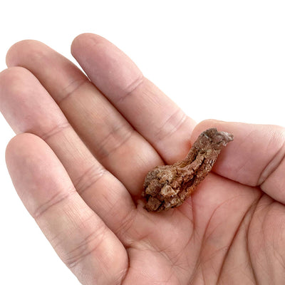 Coprolite Fossil |
Compact Curiosities Coprolite Fossil
