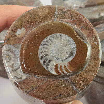 Goniatite Trinket Box