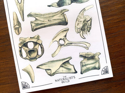 Dinosaur Bones Sticker Sheet
