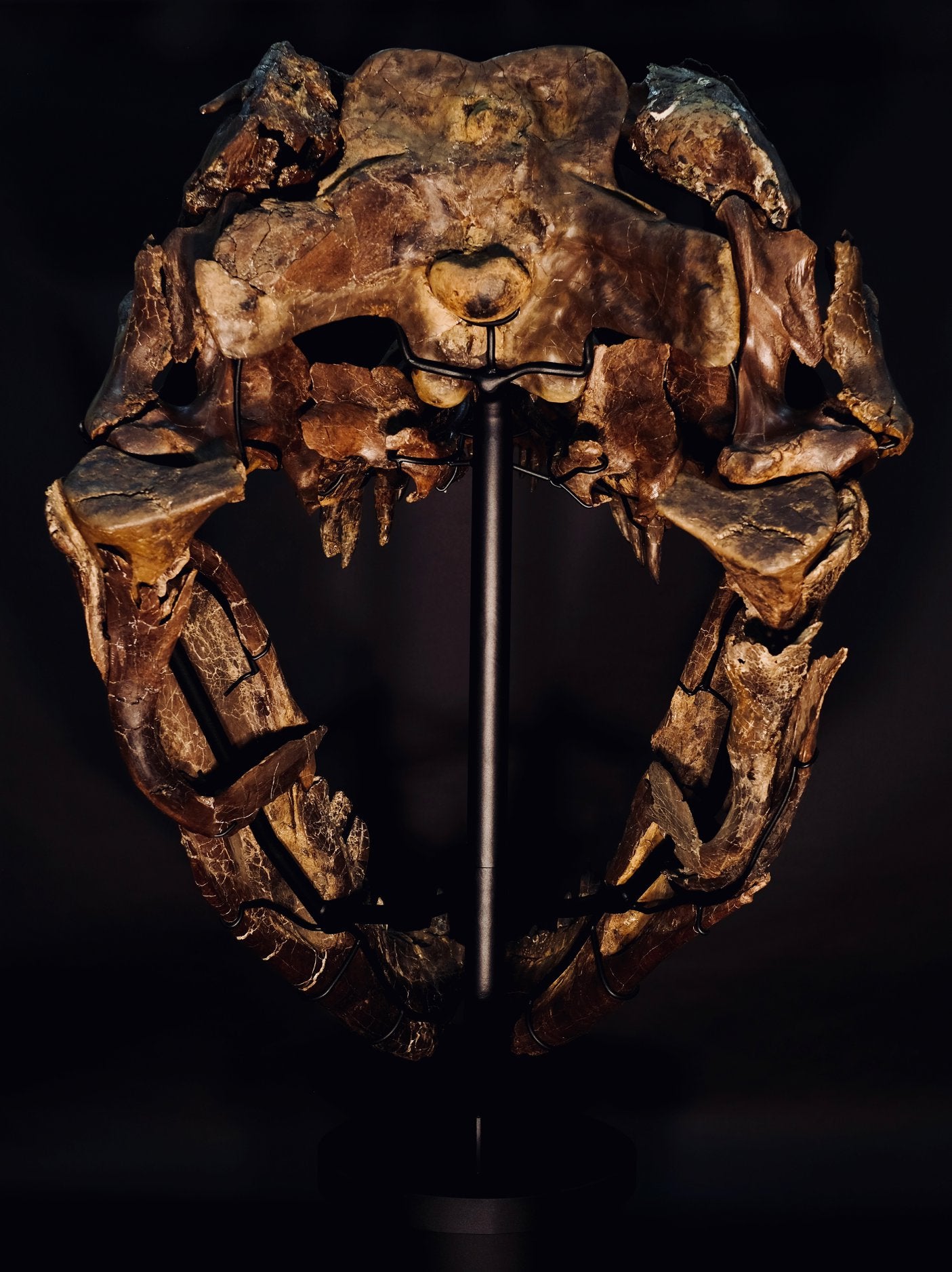 Tyrannosaurus rex - skeleton  Another unique picture of the skull of the T.rex known as Victoria.  Looking through the back of the skull reveals all of the intricate palate bones, which are rarely seen in a T.rex skull.    (approx. 65 million years old)