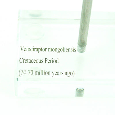 Velociraptor Vertical Claw replica