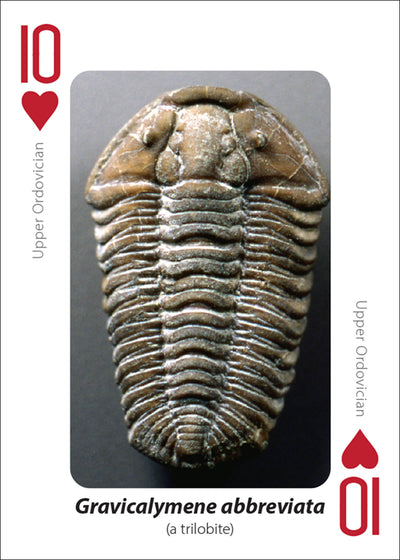 Fossils Playing Cards