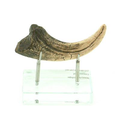 Deinonychus Horizontal Claw Replica
