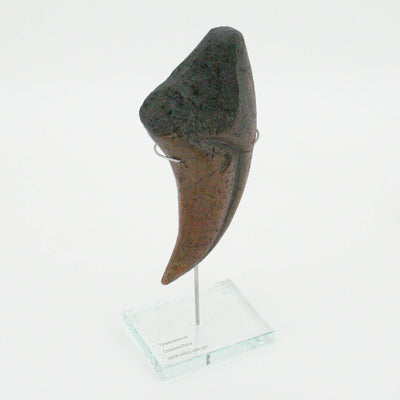 Tyrannosaurus Rex Vertical Claw