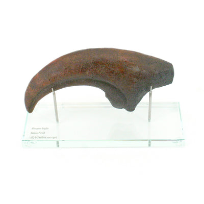 Allosaurus Horizontal Claw Replica