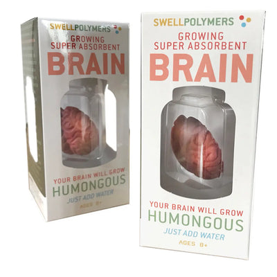 Grow A Brain: Anatomy Model Polymer Brain Science Kit