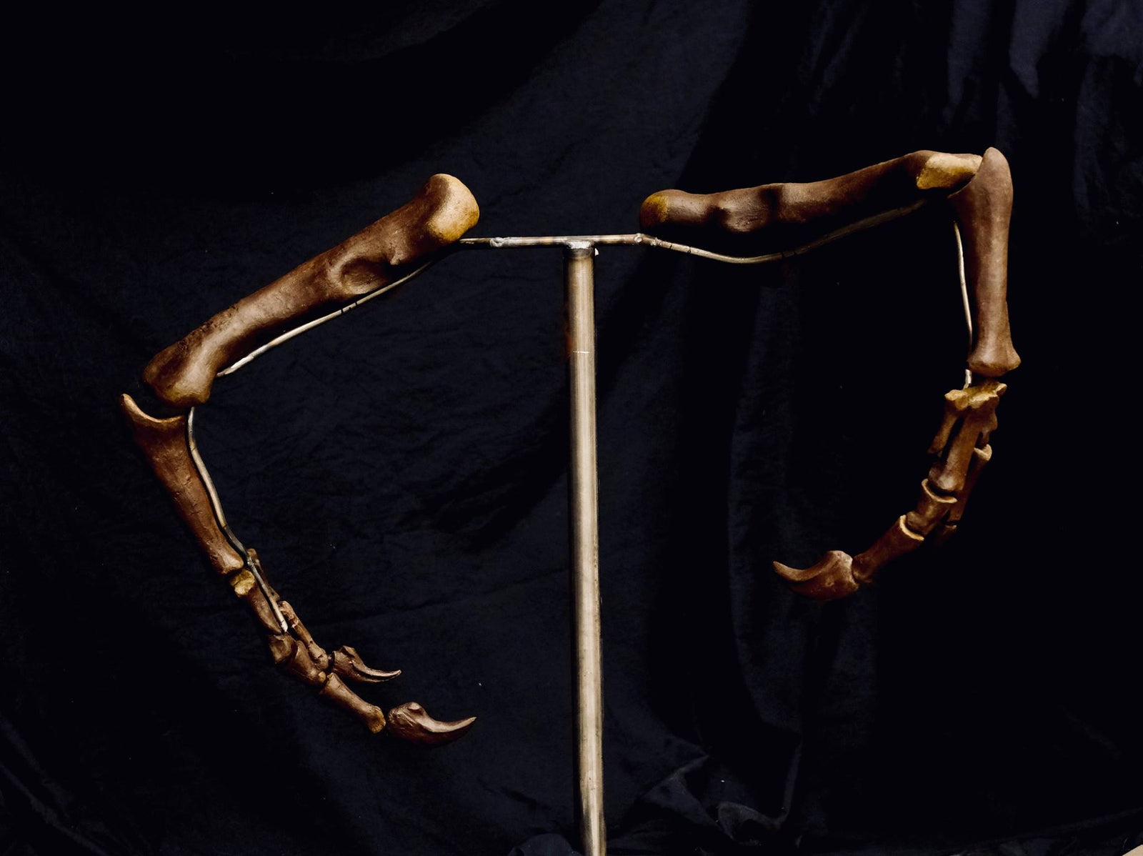 Tyrannosaurus rex - complete arms  These are the arms of Victoria.    (approx. 65 million years old)