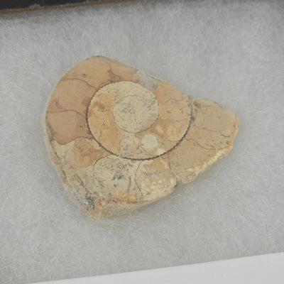 Limestone Ammonite Riker Box