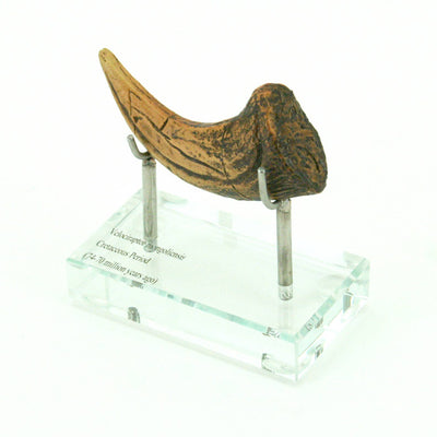 Velociraptor Horizontal Claw Replica