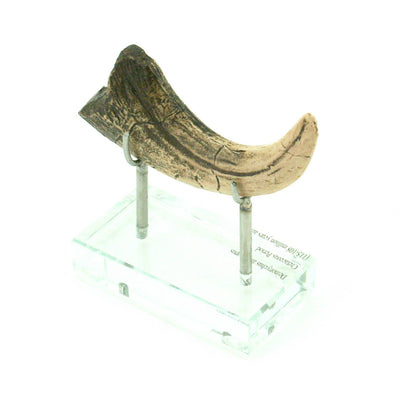 Deinonychus Horizontal Claw Replica