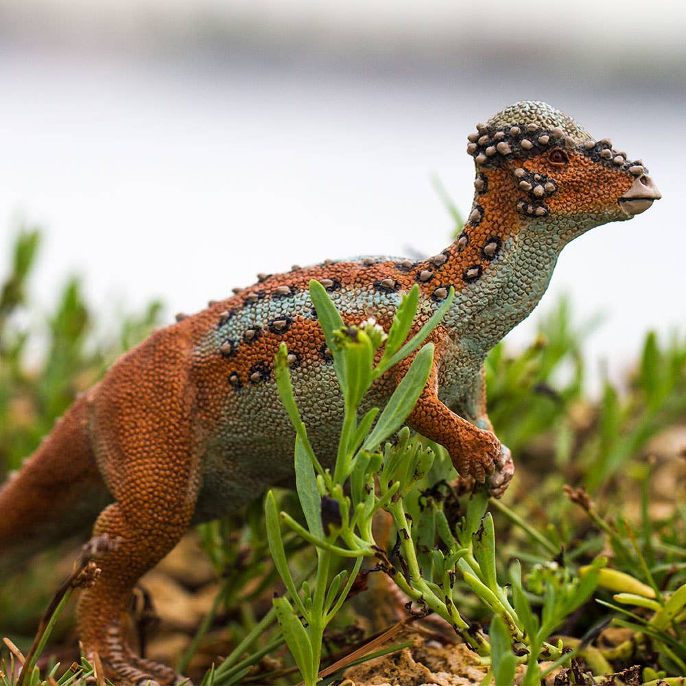 Pachycephalosaurus