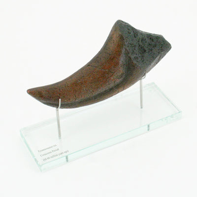 T.rex Horizontal Claw replica