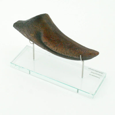 T.rex Horizontal Claw replica