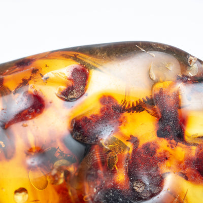Insect Amber - AM14