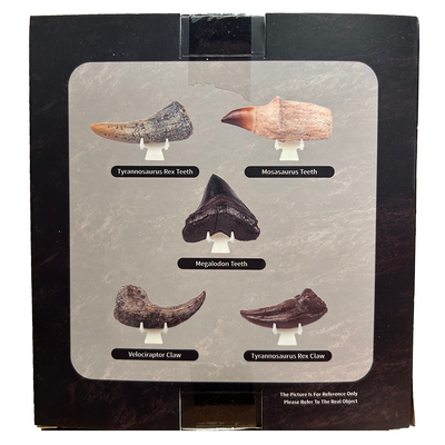 Prehistoric Fossils Paleontology Dig Kit